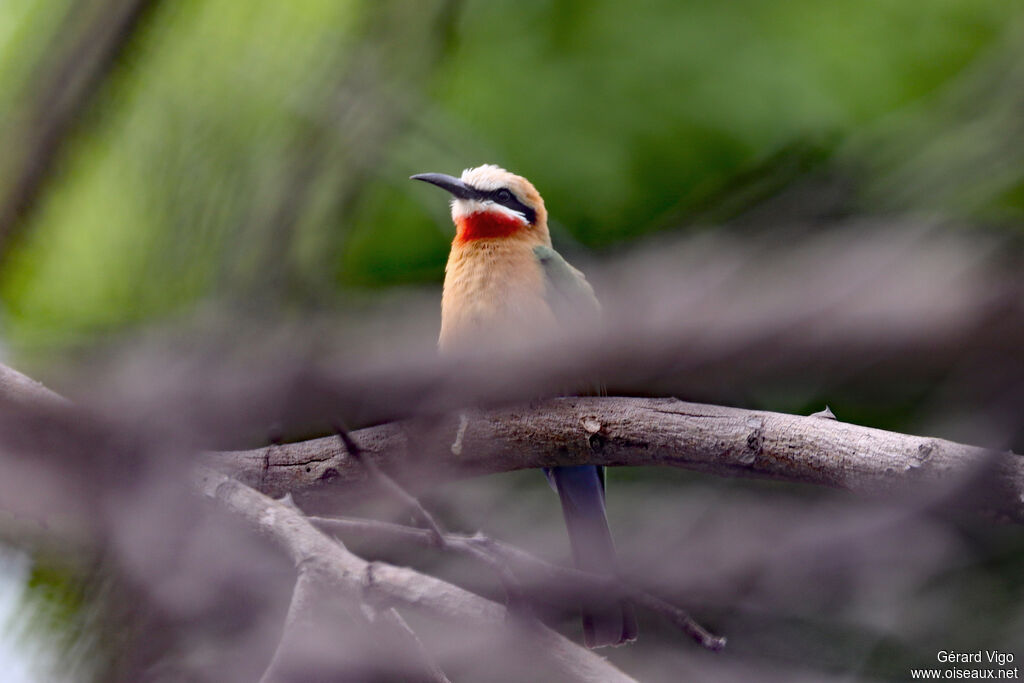Guêpier à front blancadulte