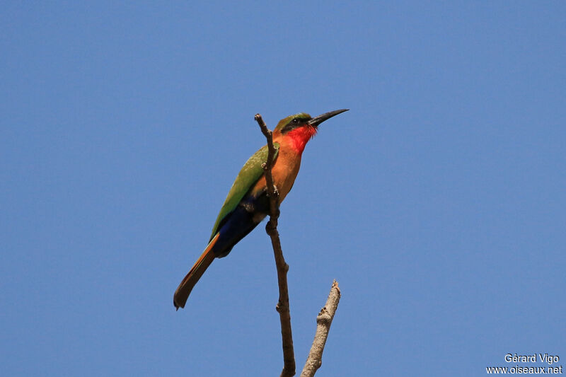 Guêpier à gorge rougeadulte