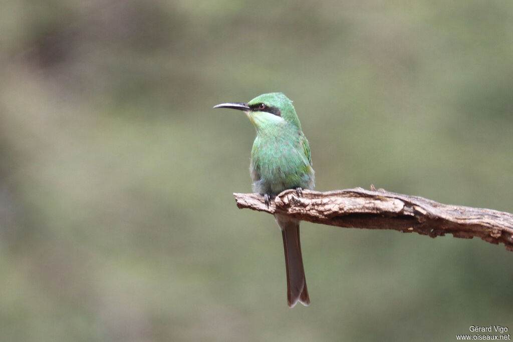 Guêpier à queue d'aronde