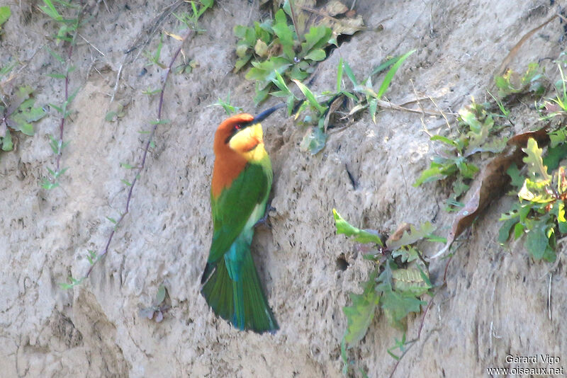 Chestnut-headed Bee-eateradult