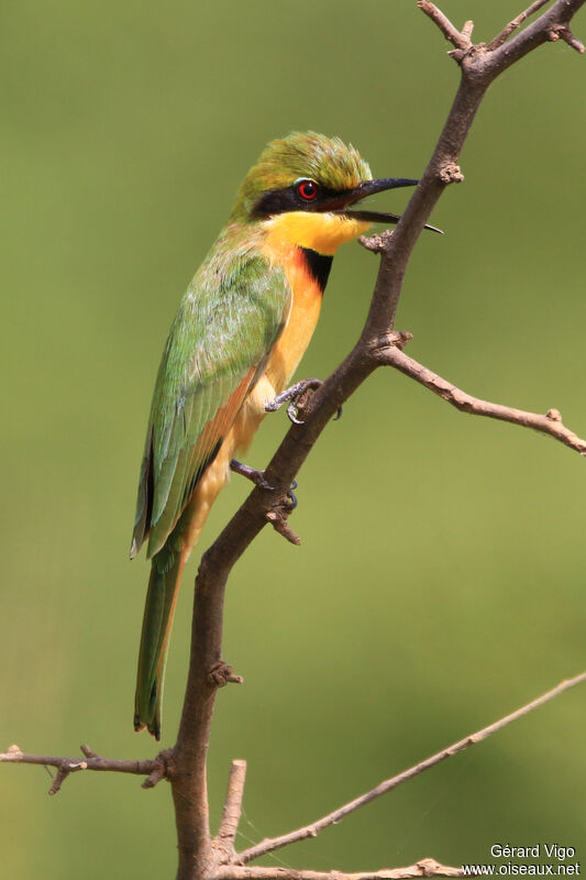 Guêpier nainadulte