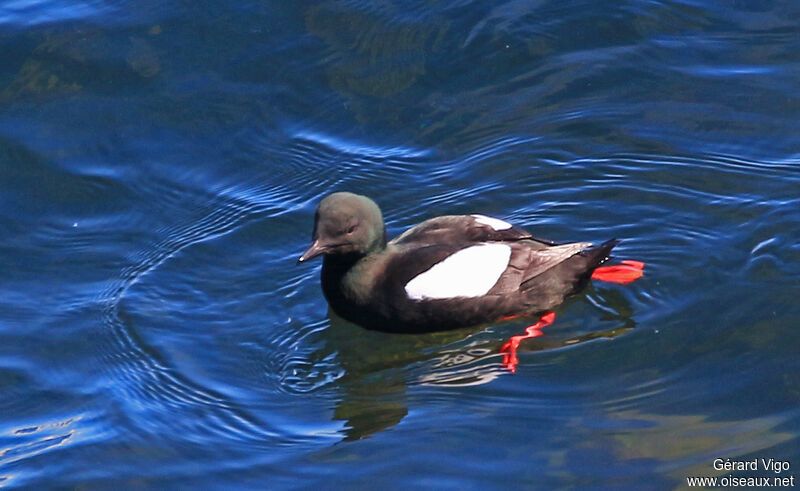 Guillemot à miroiradulte, nage