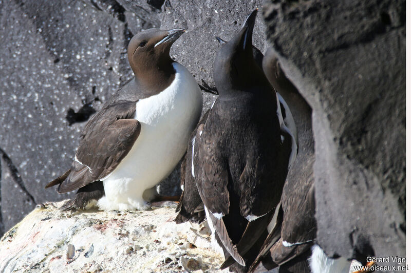 Guillemot de Brünnichadulte