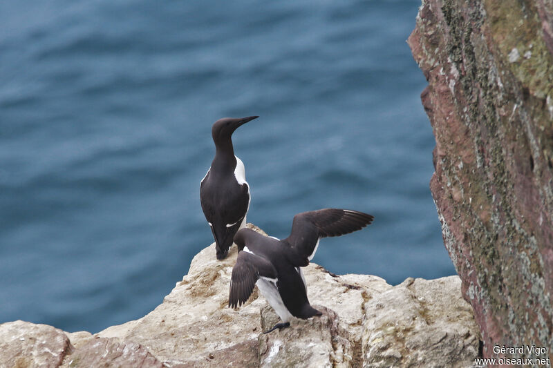 Guillemot de Troïladulte