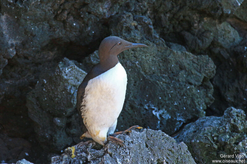 Guillemot de Troïladulte