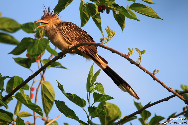 Guira cantaraadulte