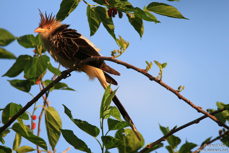 Guira cantaraadulte