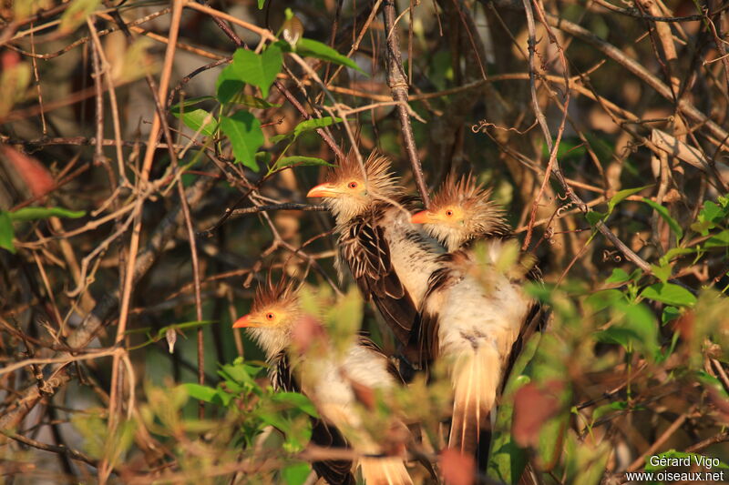 Guira cantara