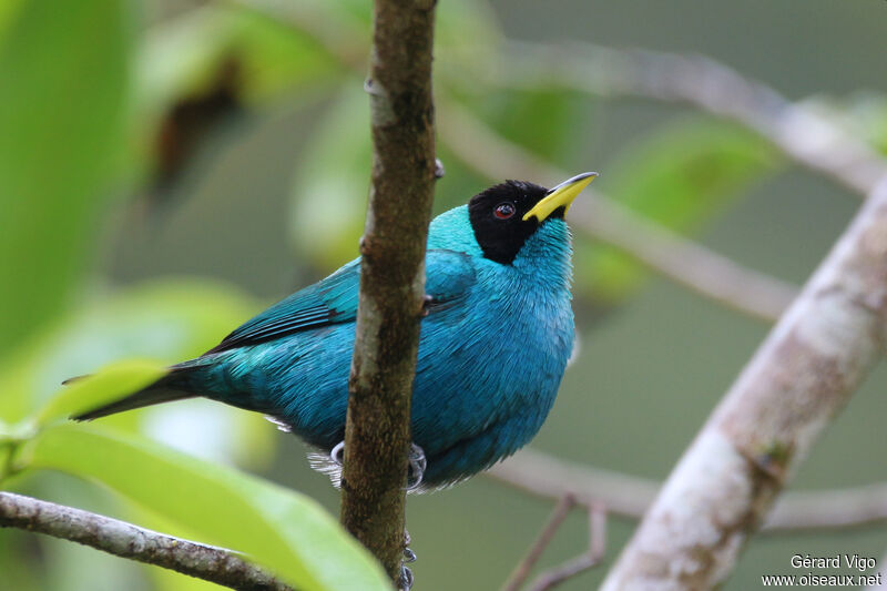 Green Honeycreeper male adult