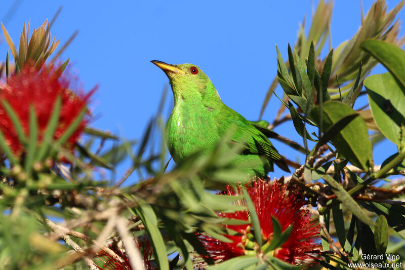 Green Honeycreeper female adult