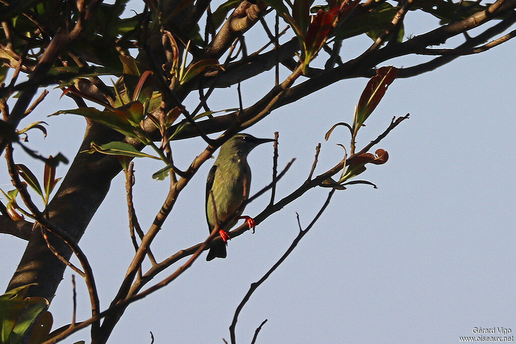 Guit-guit saï femelle adulte