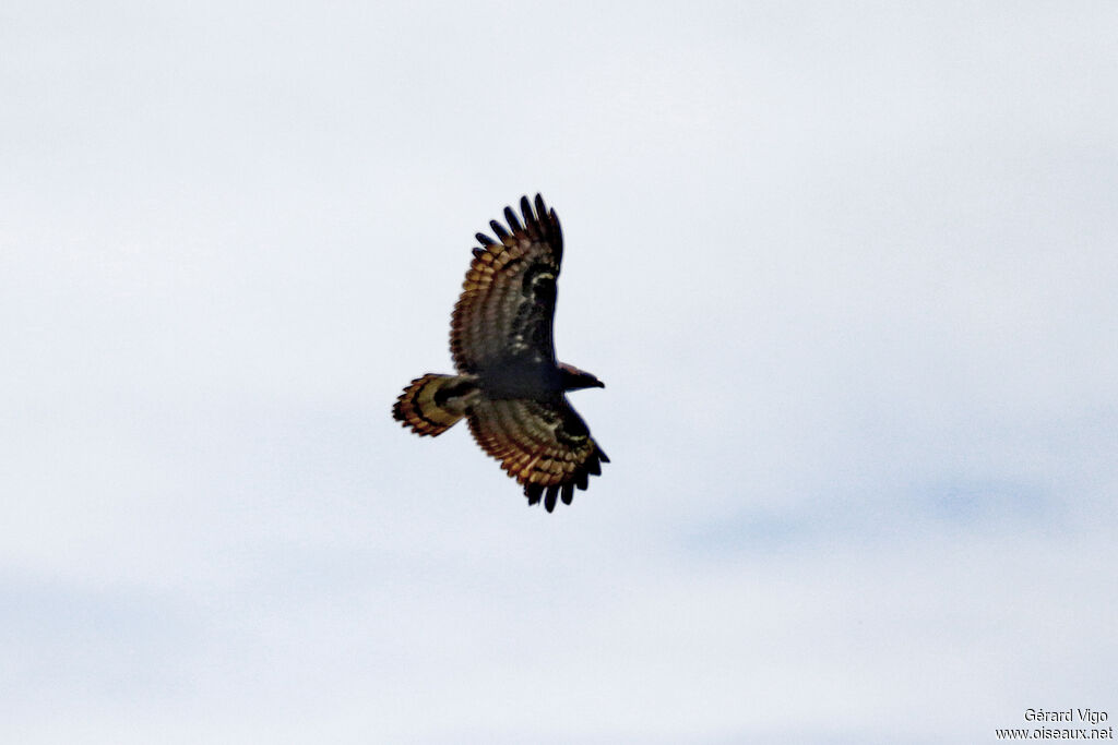 African Harrier-Hawkjuvenile, Flight
