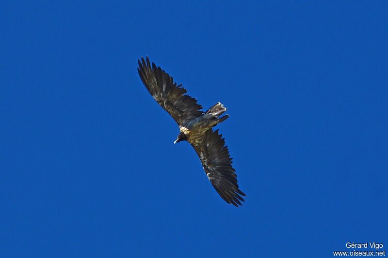 Bearded Vultureimmature