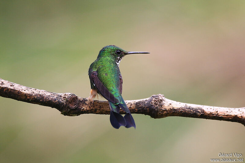 Haut-de-chausses du Pérou mâle immature