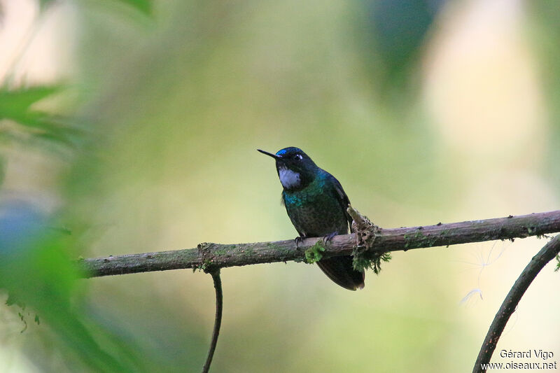 Tourmaline Sunangel female adult