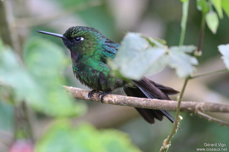 Héliange tourmaline mâle adulte