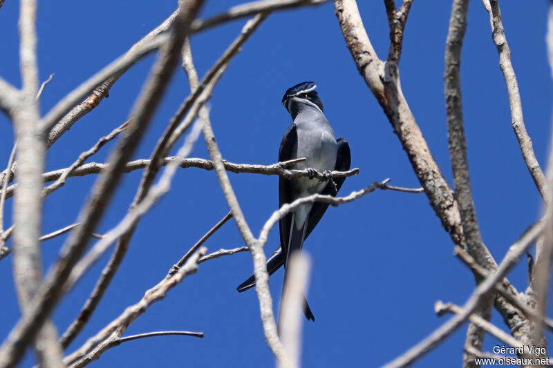 Moustached Treeswiftadult