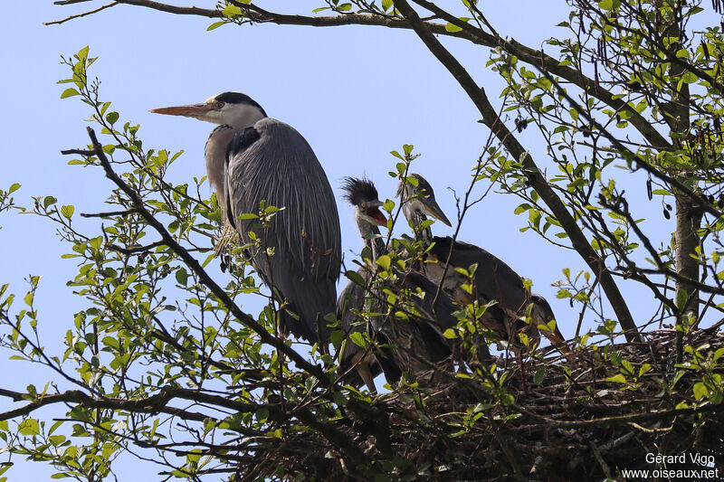 Héron cendré, habitat