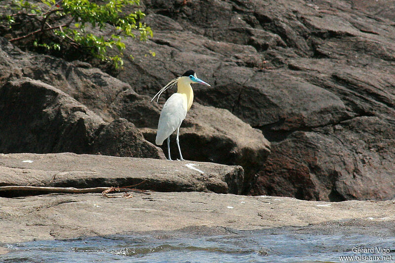 Capped Heronadult