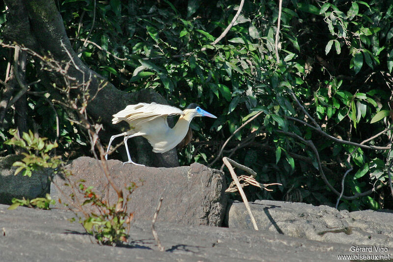 Capped Heronadult