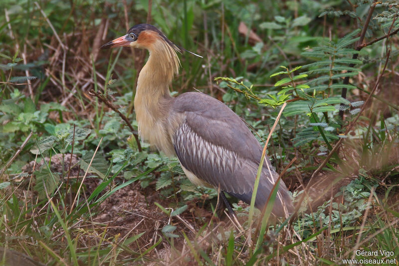 Whistling Heronadult