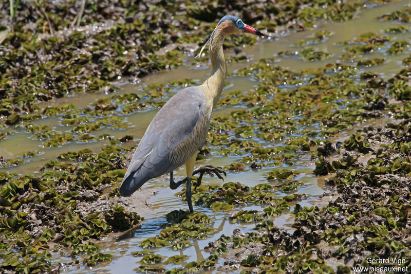 Whistling Heronadult