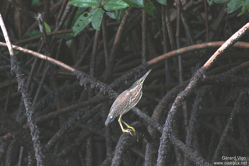 Striated Heronjuvenile