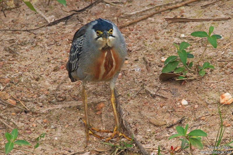 Striated Heronadult