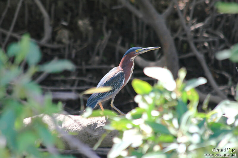 Green Heronadult