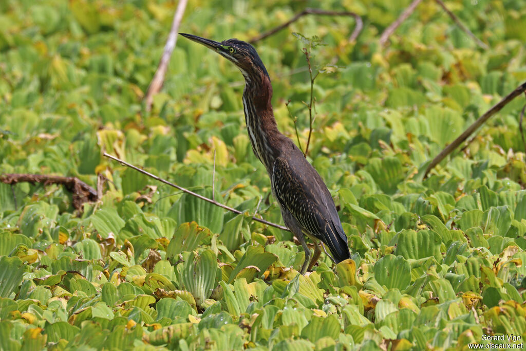 Héron vert1ère année