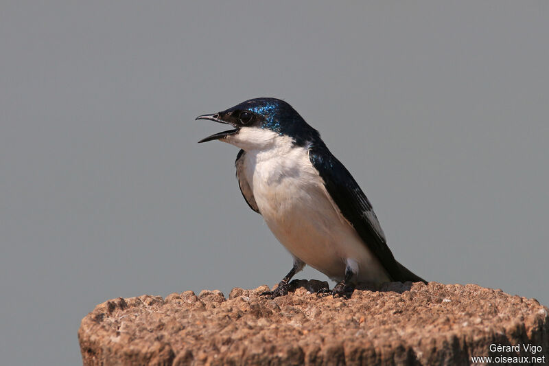 Hirondelle à ailes blanchesadulte