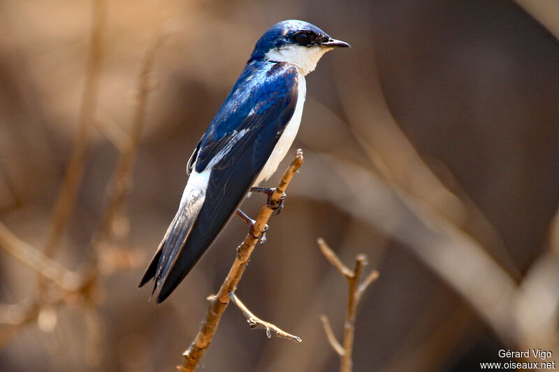 Hirondelle à ailes blanchesadulte