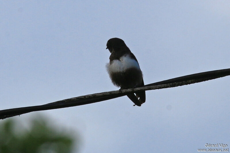 Hirondelle à ceinture blancheadulte