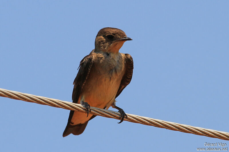 Southern Rough-winged Swallowadult