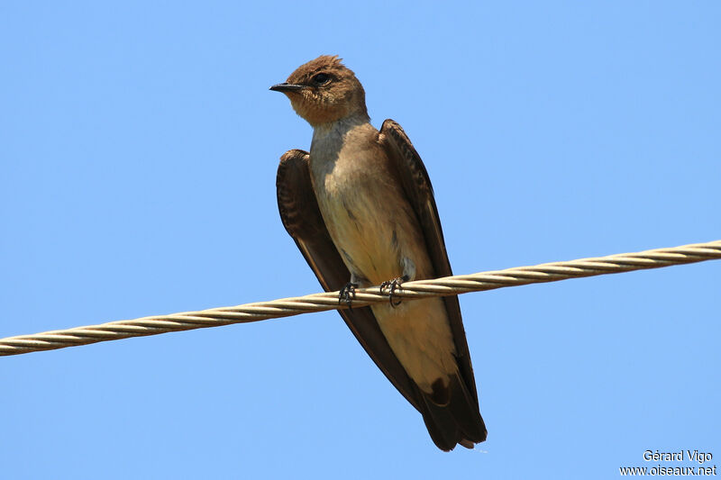 Southern Rough-winged Swallowadult