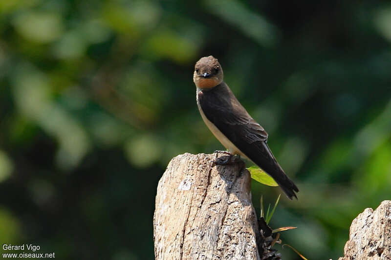 Southern Rough-winged Swallowadult, Behaviour