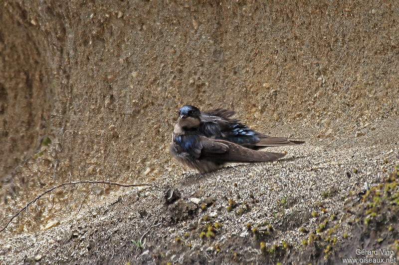 Hirondelle à ventre brunadulte