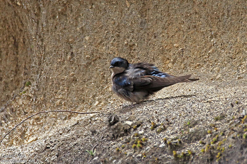 Hirondelle à ventre brunadulte, habitat