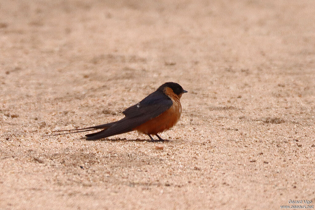 Hirondelle à ventre roux