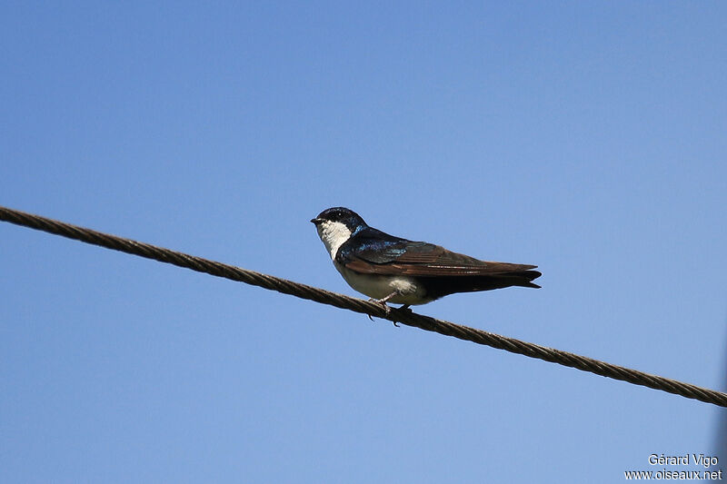 Blue-and-white Swallowadult