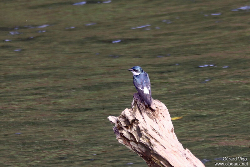 Mangrove Swallowadult