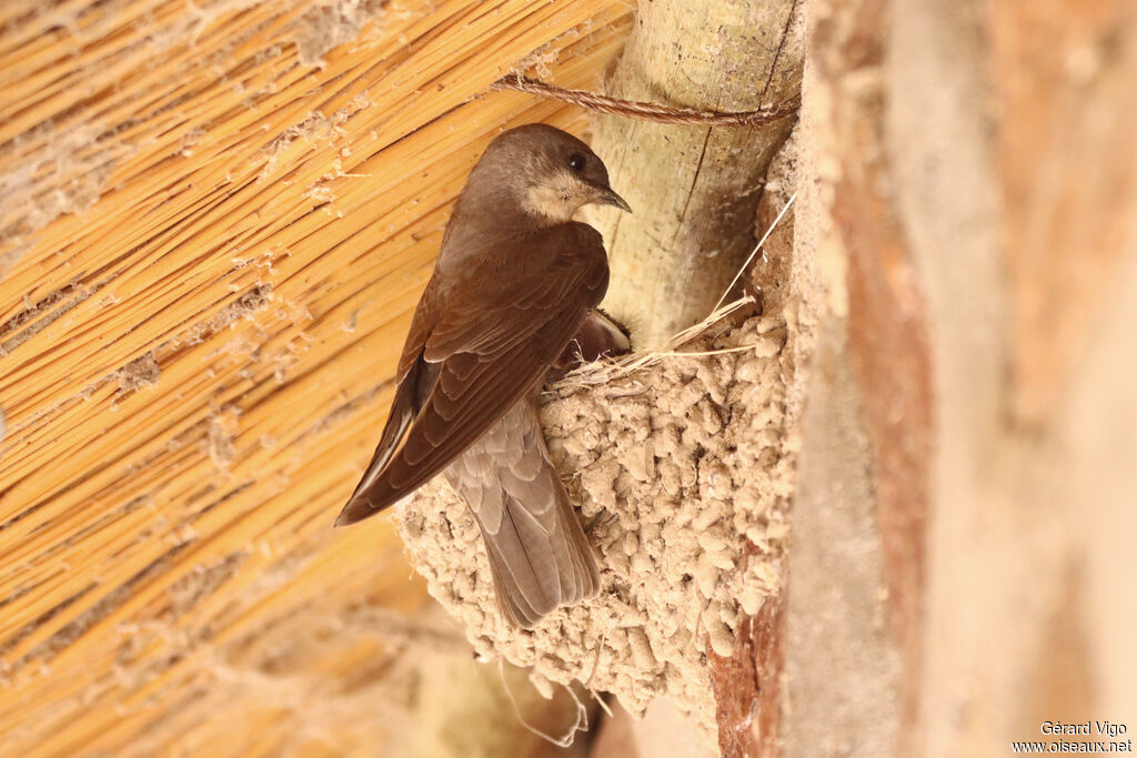 Hirondelle isabellineadulte, Nidification