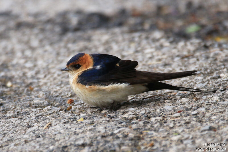 Hirondelle rousselineadulte, Comportement