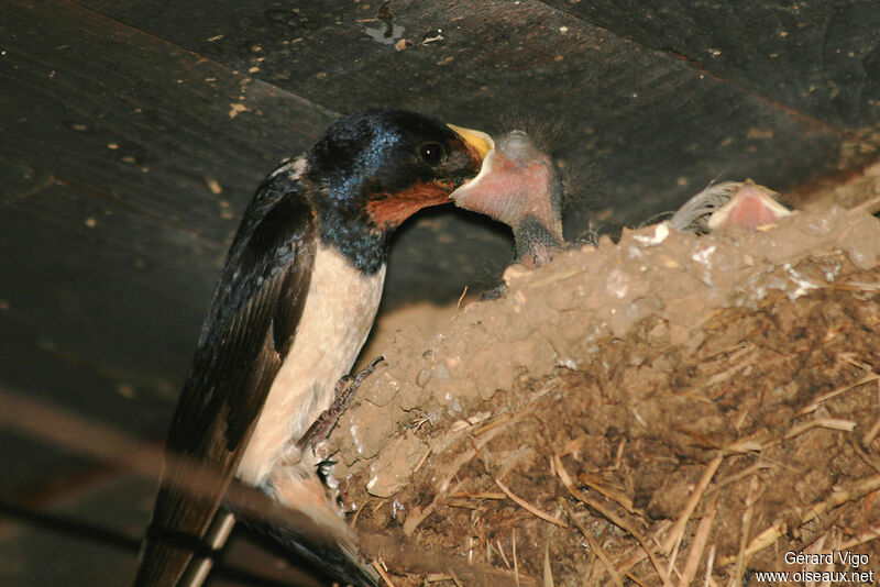 Hirondelle rustiqueadulte, Nidification