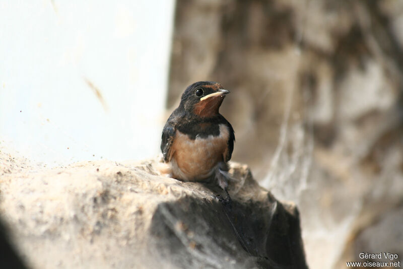 Barn Swallowjuvenile