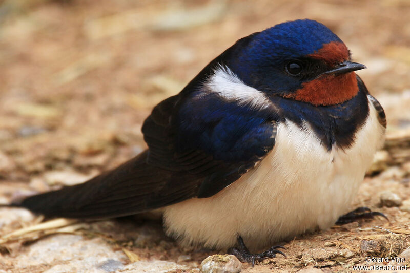 Barn Swallowadult, Behaviour