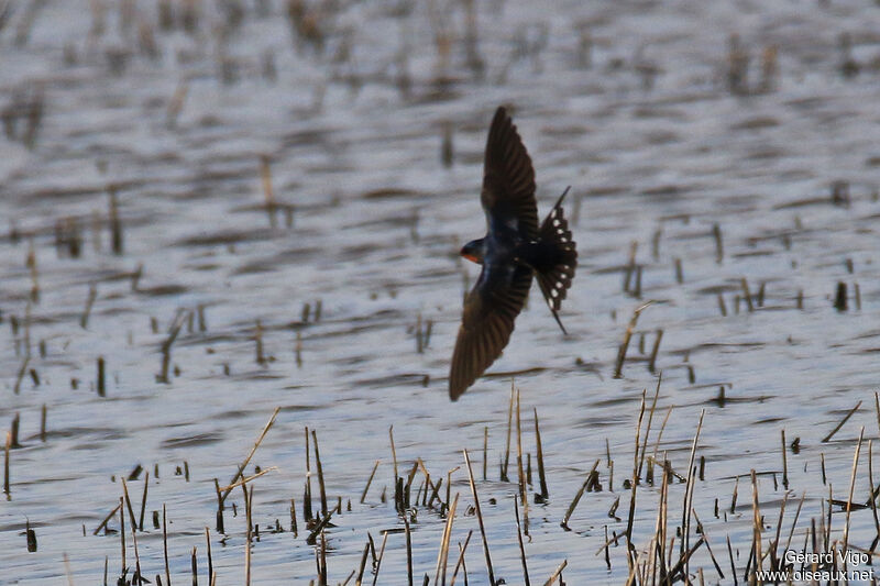 Barn Swallowadult, Flight