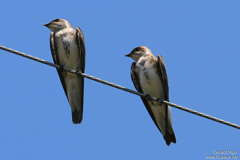 Brown-chested Martinadult