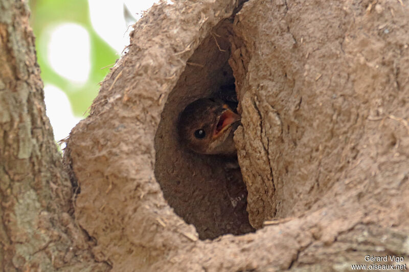 Hirondelle tapèrePoussin