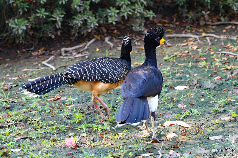 Bare-faced Curassowadult